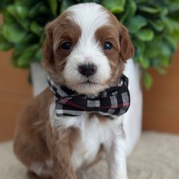D-Blue Boy - Red  male Goldendoodle puppy in Lewisville, Texas from Texas Goldendoodle Lovers