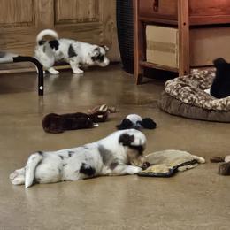Cardigan Welsh Corgi and Labrador Retriever Puppies from LynnDee's Kennel