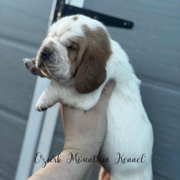 Polka dot girl - Red and white female Basset Hound puppy in Conway, Missouri from Ozark Mountain Kennel