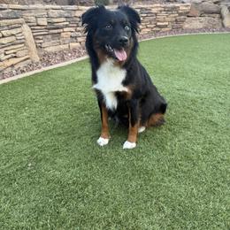Pixie - Miniature Australian Shepherd
