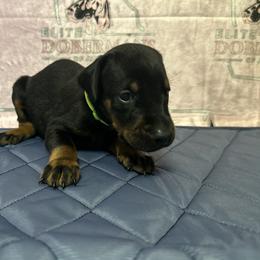 Boy 7 - male Doberman Pinscher puppy in Powder Springs, Georgia from Elite Dobermans of Atlanta