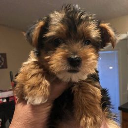 Yorkshire Terriers from Amore Yorkies