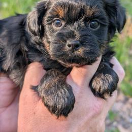 Melody - Black female Shihpoo puppy in Coshocton, Ohio from Forever Family Puppies