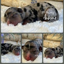 1 - Anwar - Blue merle male Miniature American Shepherd puppy in Huntington, Texas from JKKJ Farms