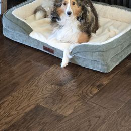 Roxy - Sable and white female Shetland Sheepdog puppy in Middleburg, Pennsylvania from Willow Tree Berners