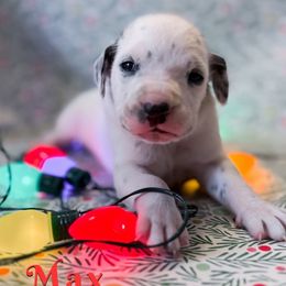 Max - White and black male Dalmatian puppy in Whitwell, Tennessee from Rock a Dalmatian “RockADal”