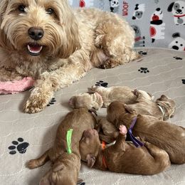Goldendoodle puppies from Millie Billie Doodles