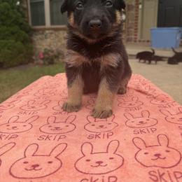 Lily - Black and tan female German Shepherd puppy in Spring Grove, Pennsylvania from Keystone Herman Shepards