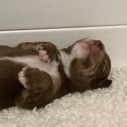 Miniature Australian Shepherd Puppies from Blue Skye's Miniature Australian Shepherds