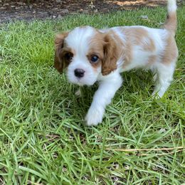 Black Russian Terrier and Cavalier King Charles Spaniel Puppies from Ocean Gem & Guardian Bears
