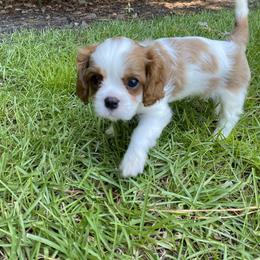 Black Russian Terrier and Cavalier King Charles Spaniel Puppies from Ocean Gem & Guardian Bears