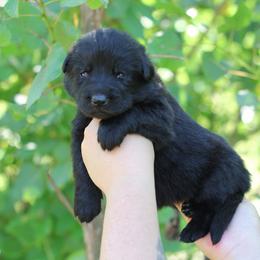 Black Boy - Black male German Shepherd puppy in Lucasville, Ohio from Trusting Hearts Kennel