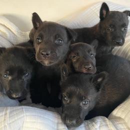 Boy 5 - Black brindle male Dutch Shepherd puppy in San Diego, California from TecK9s