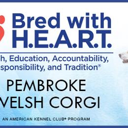 Pembroke Welsh Corgis from Rachael Singletary