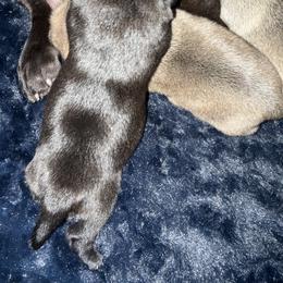 BLACK BOY 2 - Black male Pug puppy in Saugus, Massachusetts from Pug Puppies of Boston