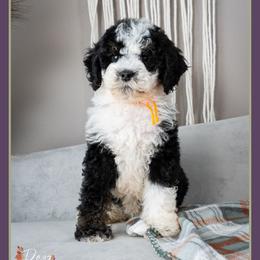 Frenchie - Black and white male Bernedoodle puppy in Connersville, Indiana from Deaz Doodle Ranch
