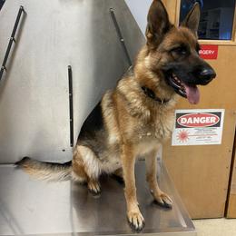 German Shepherd All Grown Up from Angel Oak German Shepherds