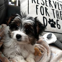 Cooper - Parti male Yorkshire Terrier puppy in Ocala, Florida from Top Notch Pupz