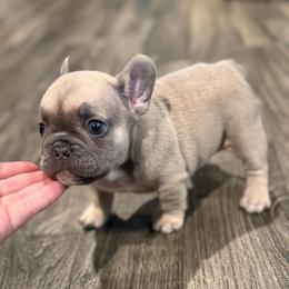 Lilac Fawn Boy - Blue fawn male French Bulldog puppy in Grafton, Ohio from K&J Frenchies