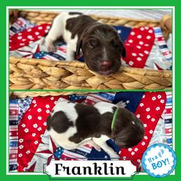 Franklin - Liver roan male German Shorthaired Pointer puppy in Spotsylvania Courthouse, Virginia from Ambitious Acres Kennels