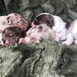 Australian Shepherd Puppies from Burdock Hill Australian Shepards