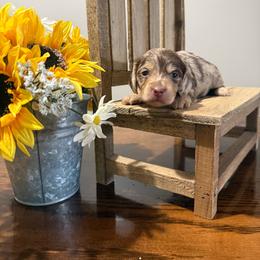 Autumn - Dapple female Dachshund puppy in Dawson, Alabama from Bells Dashing Dachshunds