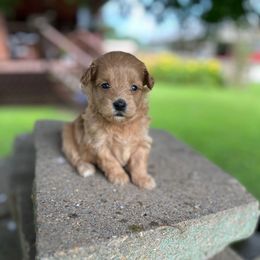Cherry Cola - Red female Maltipoo puppy in Oakland, Kentucky from Imperial Dogs