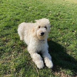 Goldendoodle All Grown Up from Hannah Mae Doodles