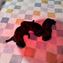 Boy 2 - Grizzle and tan male Border Terrier puppy in Hopkinton, Rhode Island from Small Wonders