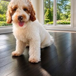 Cosmic - Parti male Goldendoodle puppy in North Royalton, Ohio from Johnson's Doodles