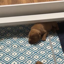 Girl 3 - Yellow female Labrador Retriever puppy in Denton, Maryland from Amber's Labrador Retrievers
