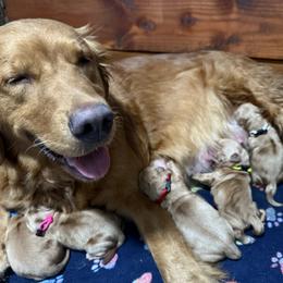 Boy 3 - male Golden Retriever puppy in Yelm, Washington from Bit O'Heaven Farm