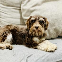 Hannah - Miniature Schnauzer