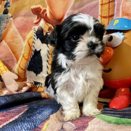 Pomeranian and Shih Tzu Puppies from Laik’s Little Shihtz & Poms