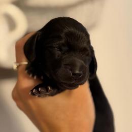 Solid Black CKC Boy 3200 - Black male Dachshund puppy in North Branch, Michigan from Doxie View Acres