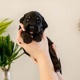 Merlin - Phantom male Goldendoodle puppy in New River, Arizona from Sonoran Standard Doodles