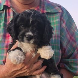 Kerfuffle - Black and white male Cavapoo puppy in Las Cruces, New Mexico from Moongate Cavaliers