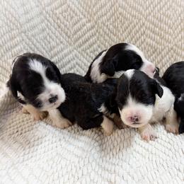 Our Girls - Black and white female Portuguese Water Dog puppy in Vancouver, Washington from Portie Puppies