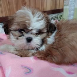 Girl 1 - Red Shih Tzu puppy in Austin, Minnesota from Bearpaw Shih Tzus