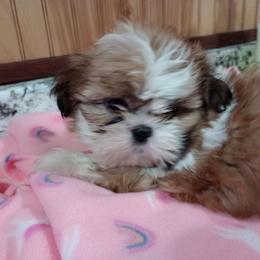 Girl 1 - Red Shih Tzu puppy in Austin, Minnesota from Bearpaw Shih Tzus