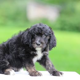 Josie - Black phantom female Aussiedoodle puppy in Factoryville, Pennsylvania from North Mountain Doodles