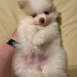 Boy 4 - Cream male Pomeranian puppy in Jamestown, California from Park Avenue Poms