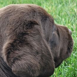 Labrador Retriever Puppies from Magnolia Labradors