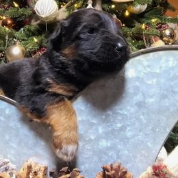 Red Collar - Male - Black and red male German Shepherd puppy in Charlotte, North Carolina from Zuflucht K9s