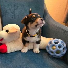 Glee - Black and tan male Pembroke Welsh Corgi puppy in Citrus Heights, California from The Joy of Corgis