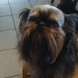 Dozer - Brussels Griffon