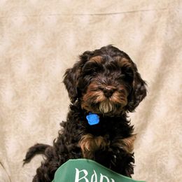 Australian Labradoodle Puppies from Llewellyn's Grove Labradoodles