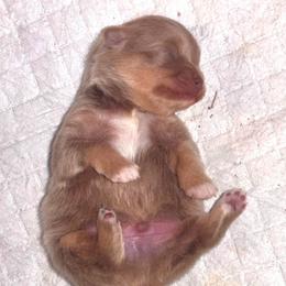 Joe dirt - Lavender male Pomeranian puppy in Fayetteville, North Carolina from Tar-heel Poms
