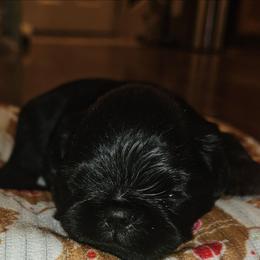 Rudolph - Black and tan male Brussels Griffon puppy in Huntsville, Alabama from Tammy's Brussels
