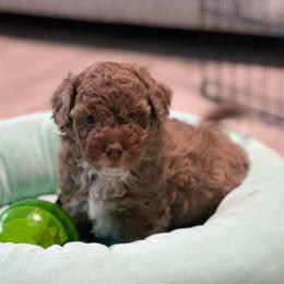Scarlet Ruby Valentines - Red female Aussiedoodle puppy in Charlestown, Indiana from Forever Aussies and A Doodle